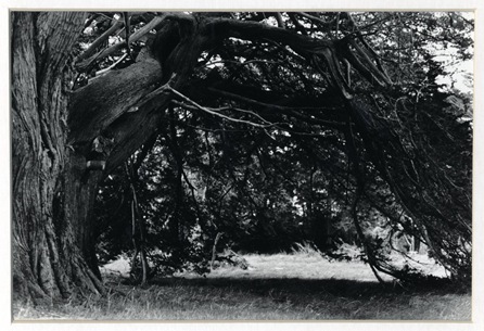 tree - small